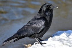 common-raven-3184260_640